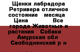 Щенки лабрадора Ретривера отличное состояние 2 месяца › Цена ­ 30 000 - Все города Животные и растения » Собаки   . Амурская обл.,Свободненский р-н